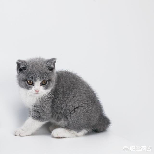 英短蓝猫发情期:我想问一下，英短蓝猫是不是都很调皮啊？