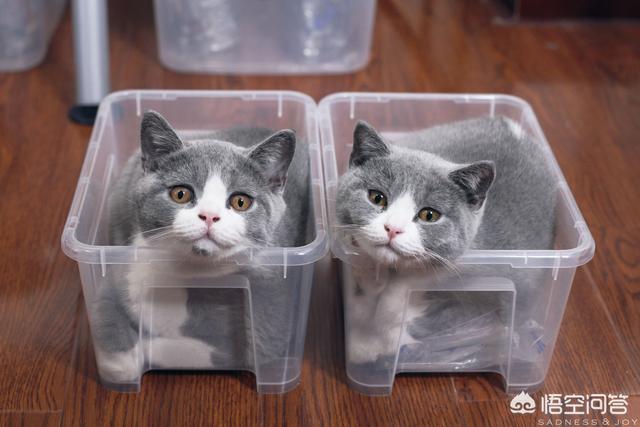 最活泼的缉毒犬:我想问一下，英短蓝猫是不是都很调皮啊？ 最萌的缉毒犬