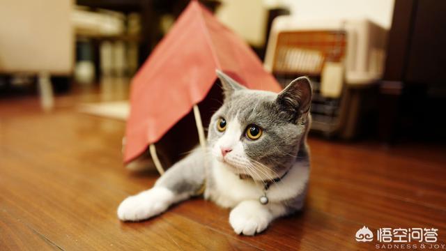最活泼的缉毒犬:我想问一下，英短蓝猫是不是都很调皮啊？ 最萌的缉毒犬