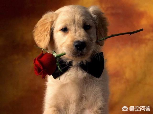 2020金毛犬吧:绝对不能给金毛犬吃的食物有哪些？