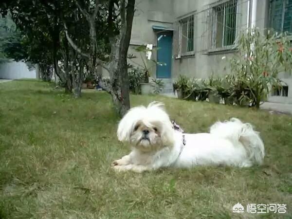 小土狗多大可以送人:把土狗送走它会自己跑回来吗？