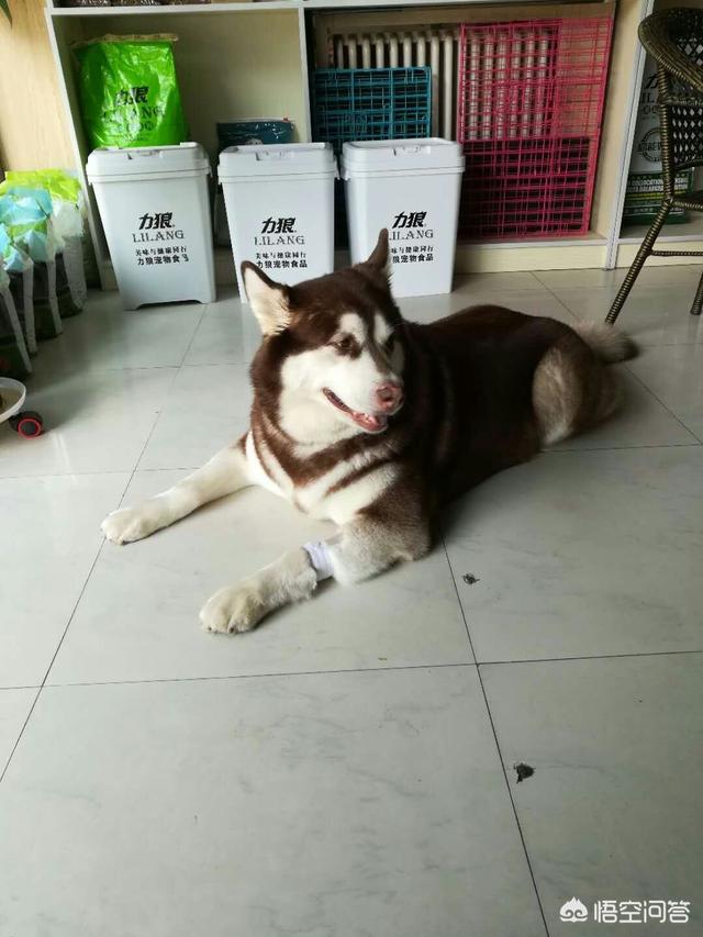 犬瘟热怎么治疗:接回家十天小边牧得了犬瘟，我该怎么办？