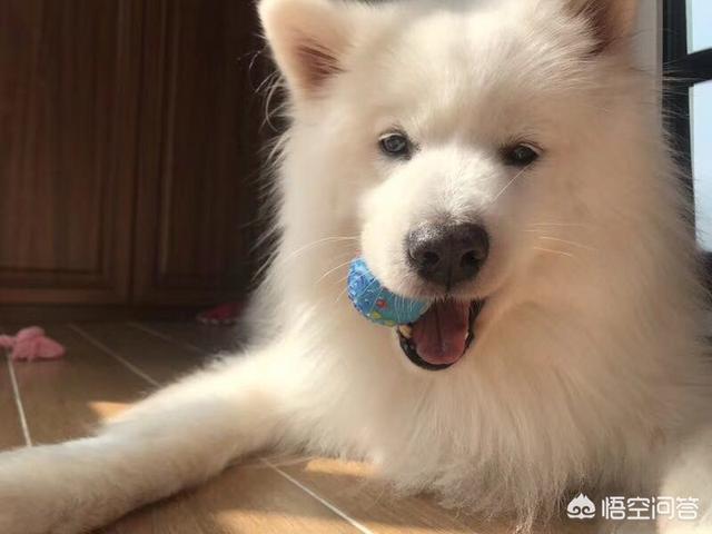 人疯狗病症状都有什么:人和宠物可能共患的疾病有哪些？ 人得疯狗病症状怎么治