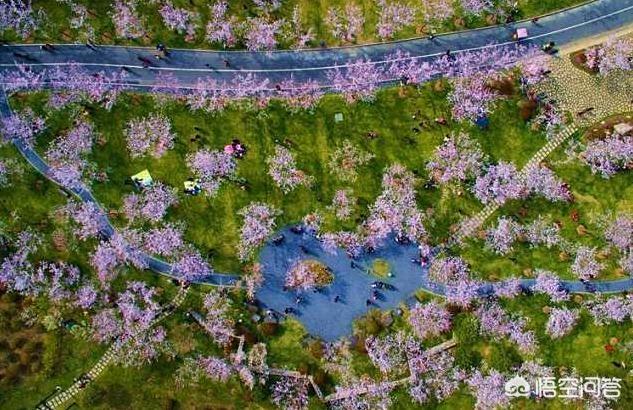无锡樱花节:去无锡旅游哪些景点值得推荐