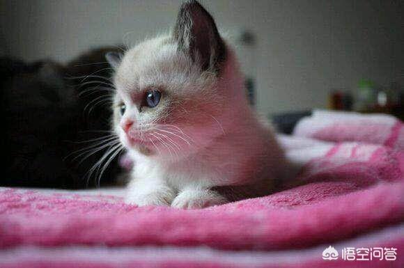 嘉兴布偶猫园:在网上买布偶猫，可以吗？