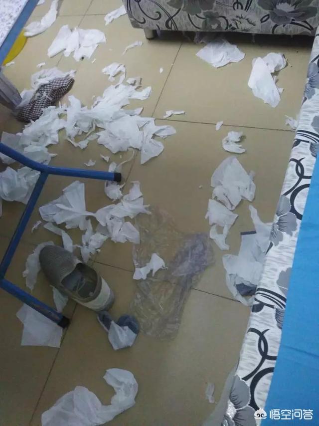 美系金毛犬图片七个月:金毛几个月就很大了，最多能长多大？