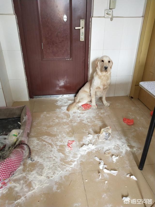 美系金毛犬图片七个月:金毛几个月就很大了，最多能长多大？