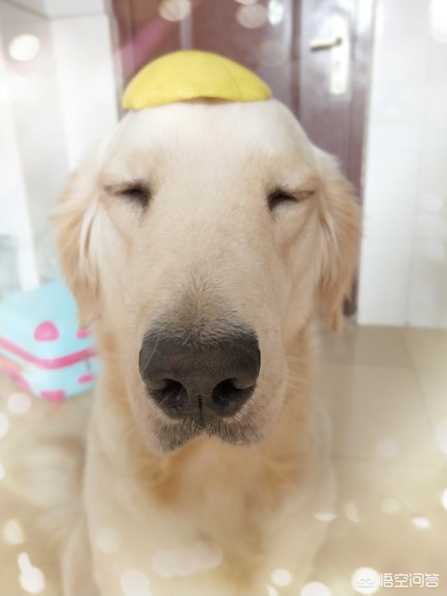 美系金毛犬图片七个月:金毛几个月就很大了，最多能长多大？