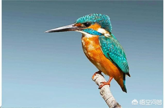 翡翠的种类和颜色种类,翡翠中的红色和黄色怎么样？有价值吗？