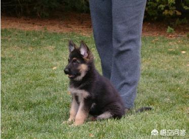 德牧幼犬吃饼干:德牧小狗老是咬我怎么办？