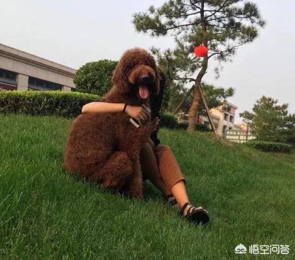 的茶杯犬的图片:茶杯犬图片可爱图片 有没有和我一样不喜欢泰迪？