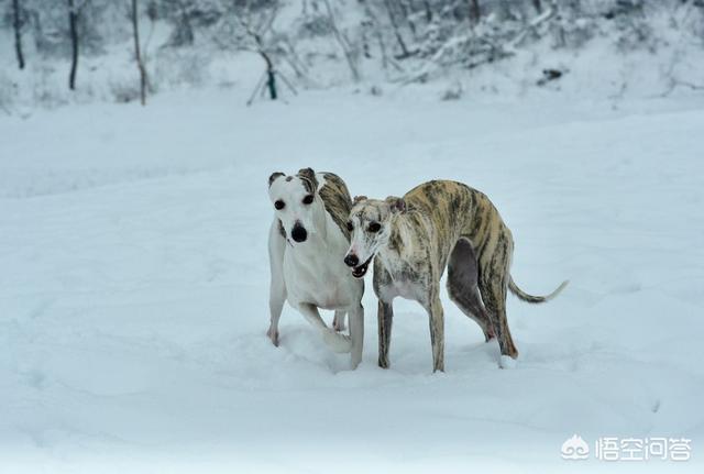 为什么从来没听说过灵缇犬,格力犬故意伤人的新闻？