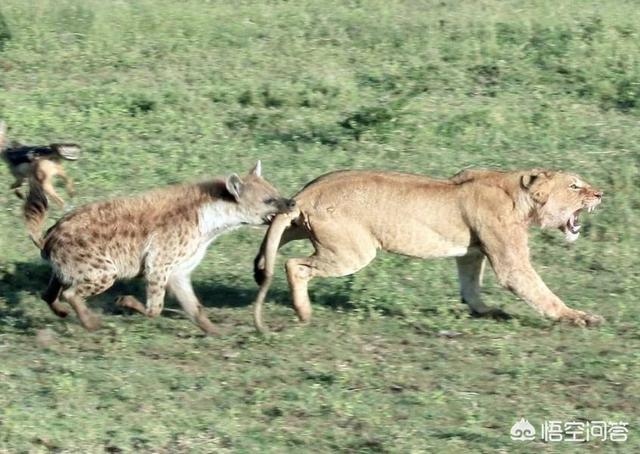 非洲斑鬣狗vs藏獒视频:藏獒打得过斑鬣狗吗 比特犬，藏獒和非洲鬣狗哪个更厉害？