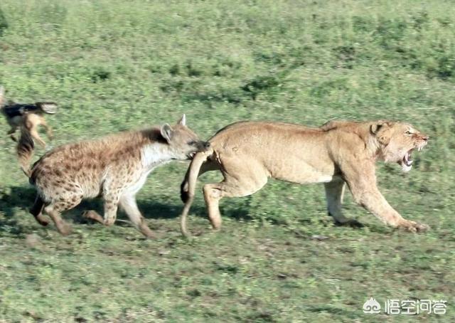 关于藏獒什么狗能咬死藏獒的:以凶猛程度来说，哪种狗可以比得上藏獒？为什么？