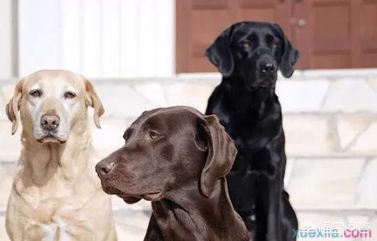 纯种可卡幼犬:怎么挑选一只好的拉布拉多呢？