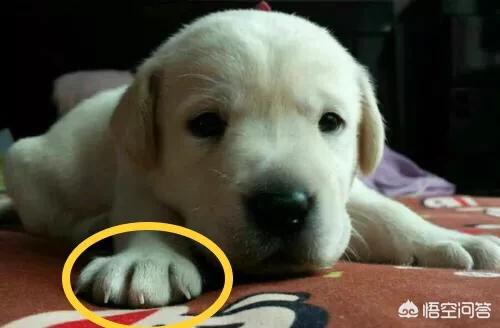 纯种可卡幼犬:怎么挑选一只好的拉布拉多呢？