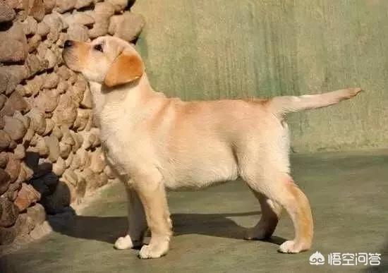 纯种可卡幼犬:怎么挑选一只好的拉布拉多呢？