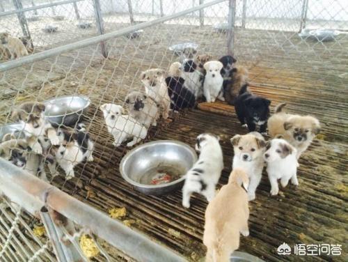 肉狗养殖:养殖场越来越多，为什么养殖肉狗的却不多？