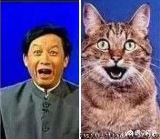 疯猫网络的演员:岳云鹏被女子网络声讨，称其骗婚。你认为有没有幕后主使？