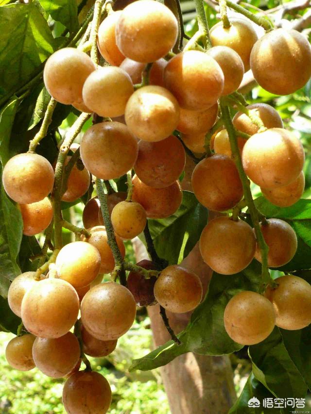 黄椰枣黑椰枣哪个壮阳，有朋友知道这是什么果子吗