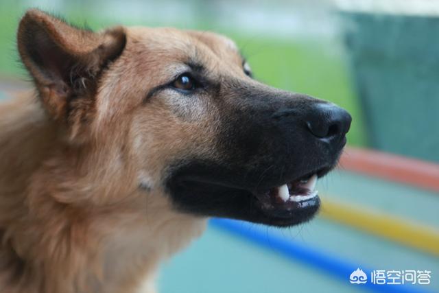 苏牧犬聪明吗:你见过最聪明的狗狗是什么样子的？ 苏牧犬的缺点是什么