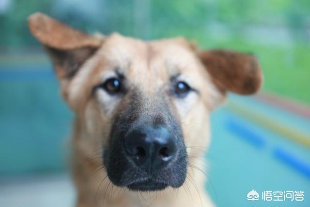 苏牧犬聪明吗:你见过最聪明的狗狗是什么样子的？ 苏牧犬的缺点是什么
