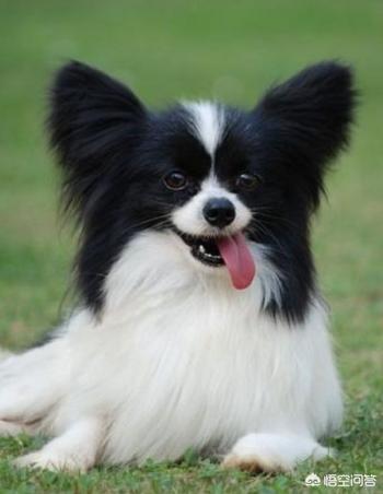 犬细小:犬细小病毒 幼犬细小死亡率很高需要及时发现及早治疗，如何辨别细小的症状？