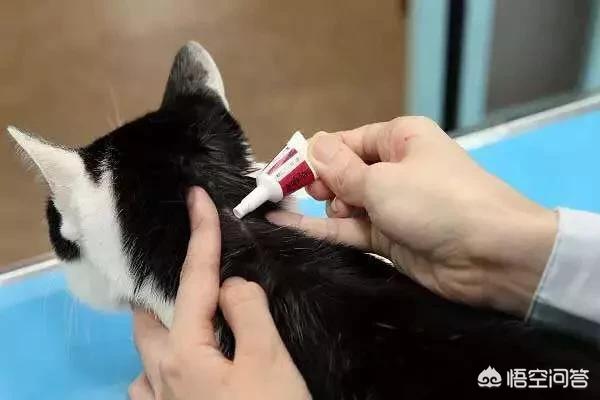 拜耳驱虫药代理:猫咪拉屎拉出白色虫子吃什么驱虫药? 宠物店也有卖吗？