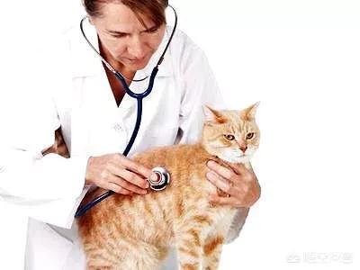 拜耳驱虫药代理:猫咪拉屎拉出白色虫子吃什么驱虫药? 宠物店也有卖吗？