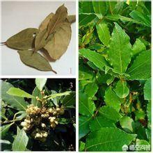 做菜时放香叶可以吗？