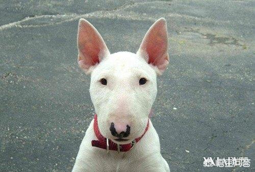 狂犬病能治吗:你们觉得狂犬病发病未来会有解药吗？