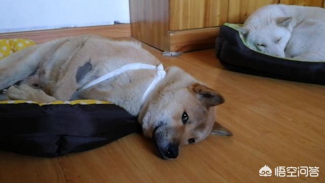 小狗得了狗瘟能治好吗:土狗得细小病值得治疗吗？