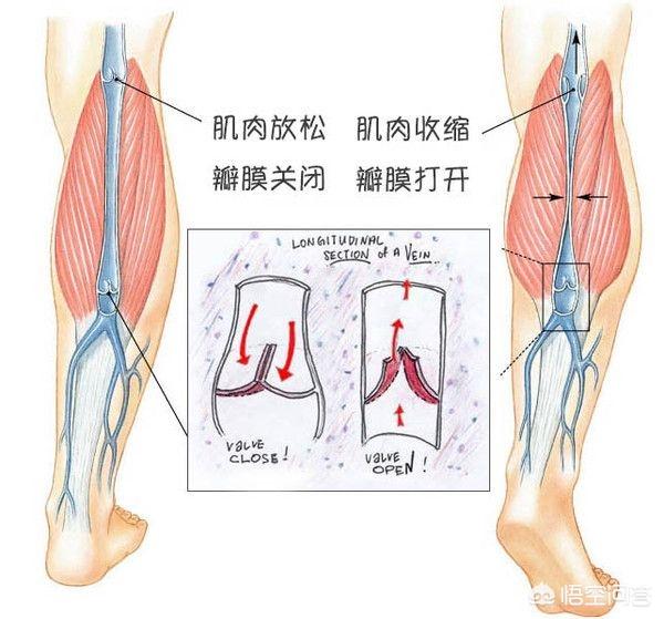 小腿胫骨骨折两月后脚发紫:胫腓骨骨折恢复期内怎样判断血运恢复？