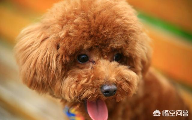 宠物地带狗狗影视网:狗狗在即将死亡的时候会有什么表现？
