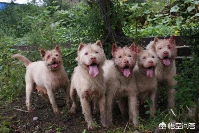 东北猎犬图片大全集:四川省有哪些优秀的土猎犬品种？有何依据？