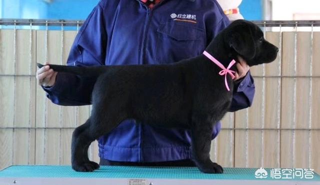 纯种拉布拉多犬简介:我家拉布拉多品种纯不纯？