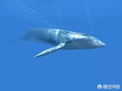 地球上哪种鲸鱼最大？