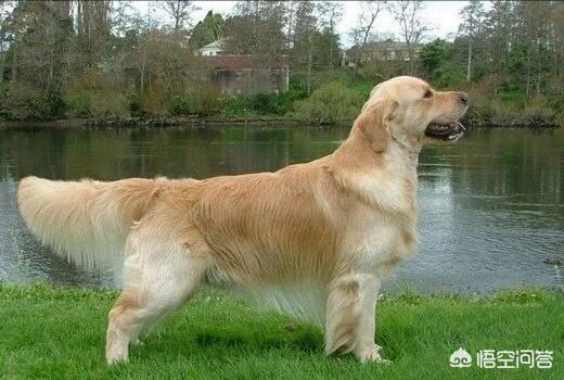 美系金毛犬图片素材大全:我家金毛是美系还是英系？ 金毛犬图片大全唯美