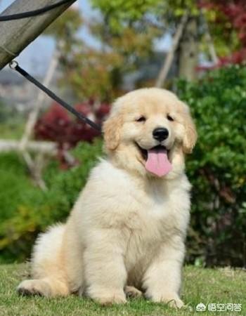 美系金毛犬图片素材大全:我家金毛是美系还是英系？ 金毛犬图片大全唯美