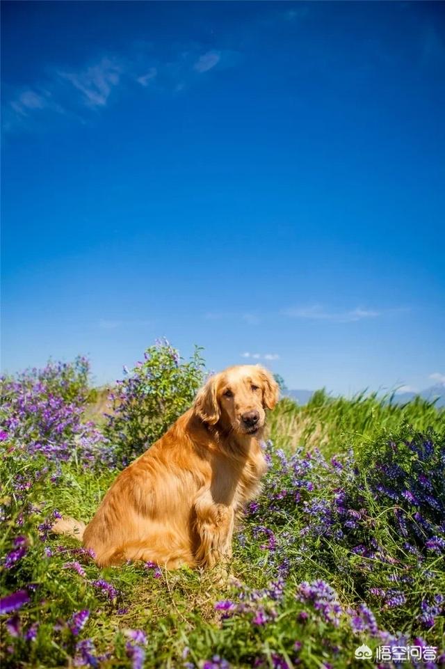 美系金毛犬图片素材大全:我家金毛是美系还是英系？ 金毛犬图片大全唯美