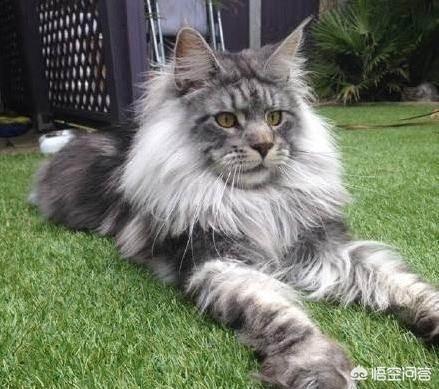 天津缅甸猫多少钱一只:现在不同品种的猫咪都分别是什么价格？