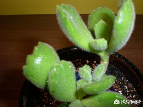 熊童子用什么盆好看:多肉植物熊童子的叶片脏了怎么清理？