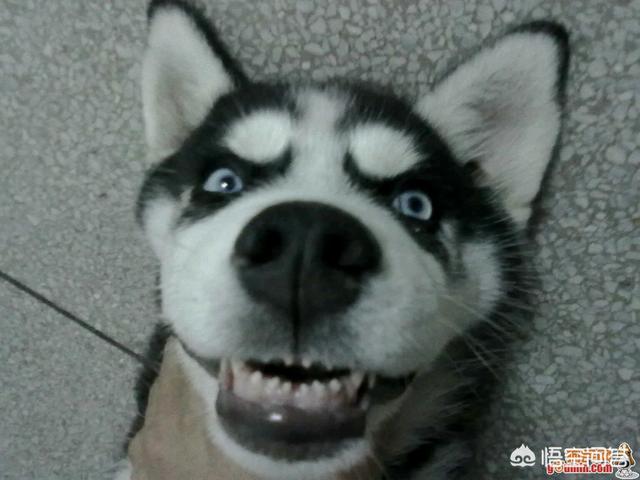 如何选择哈士奇幼犬:最标准的哈士奇各个部位应该长成什么样？