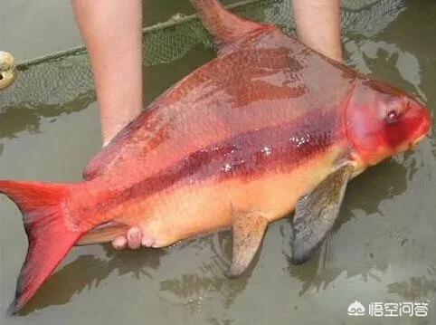 胭脂鱼还有多少条，鄱阳发现罕见野生胭脂鱼，这是一种什么鱼