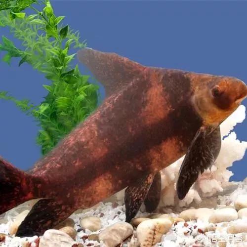 胭脂鱼是几级保护动物，鄱阳发现罕见野生胭脂鱼，这是一种什么鱼？