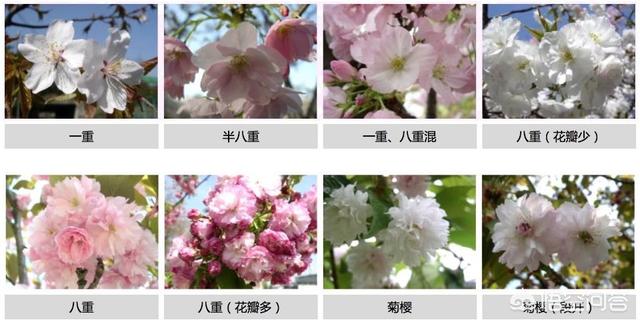 樱花和樱桃花是一回事吗？