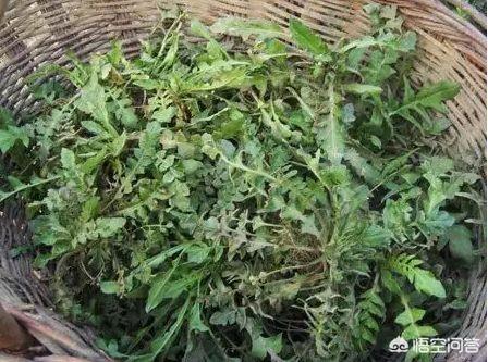 春季挖野菜荠菜吃的,都是怎么做着吃的呢？