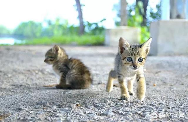 母猫做绝育风险大不大，给猫咪做绝育到底是爱还是恨