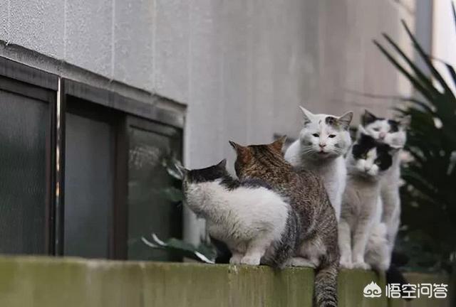 猫咪绝育惊呆了:猫咪该不该绝育？猫咪绝育的弊端有哪些？