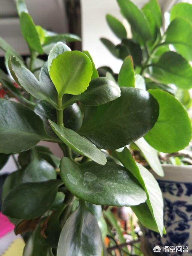 豆浆渣花肥:豆浆残渣放花盆里做肥可以吗？